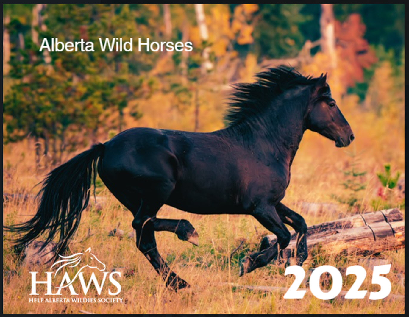 2025 HAWS Alberta Wild Horses Calendar Limited Edition! Help